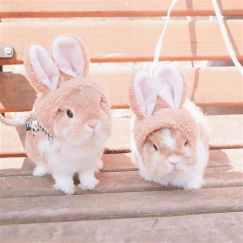 bunny cute pictures|cute aesthetic bunny.